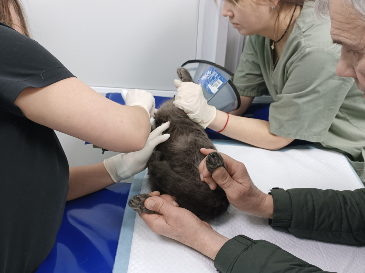 Сердечко у Коси в порядке. И анализы неплохие.