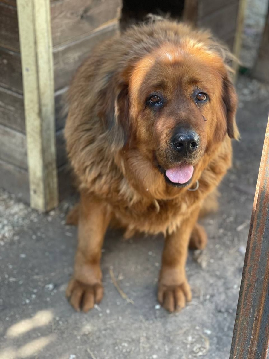 Очередное подтверждение, что порода - не гарантия счастливой жизни