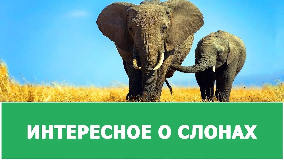 Всем привет.