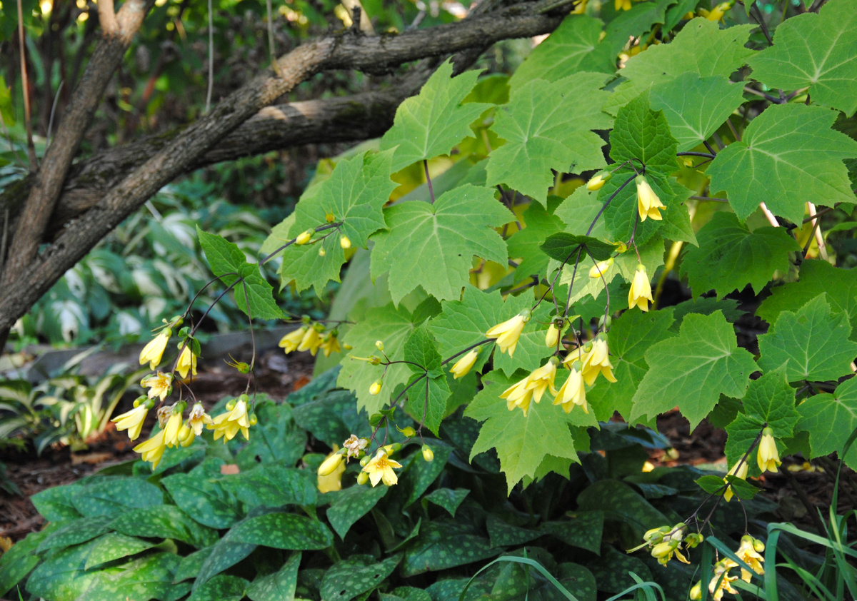 Киренгешома в моем саду