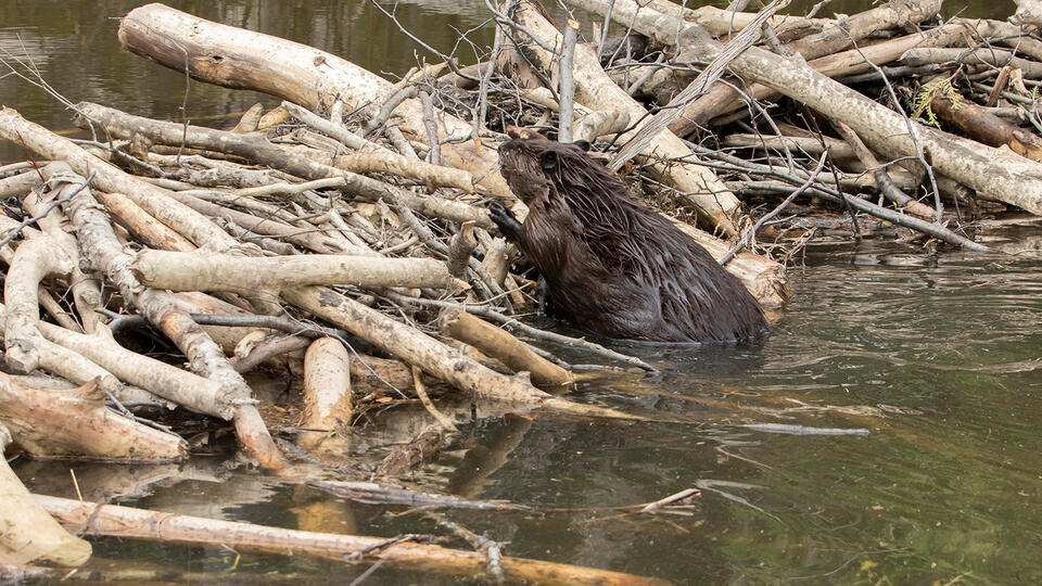 Фото: © Global Look Press/P. Henry