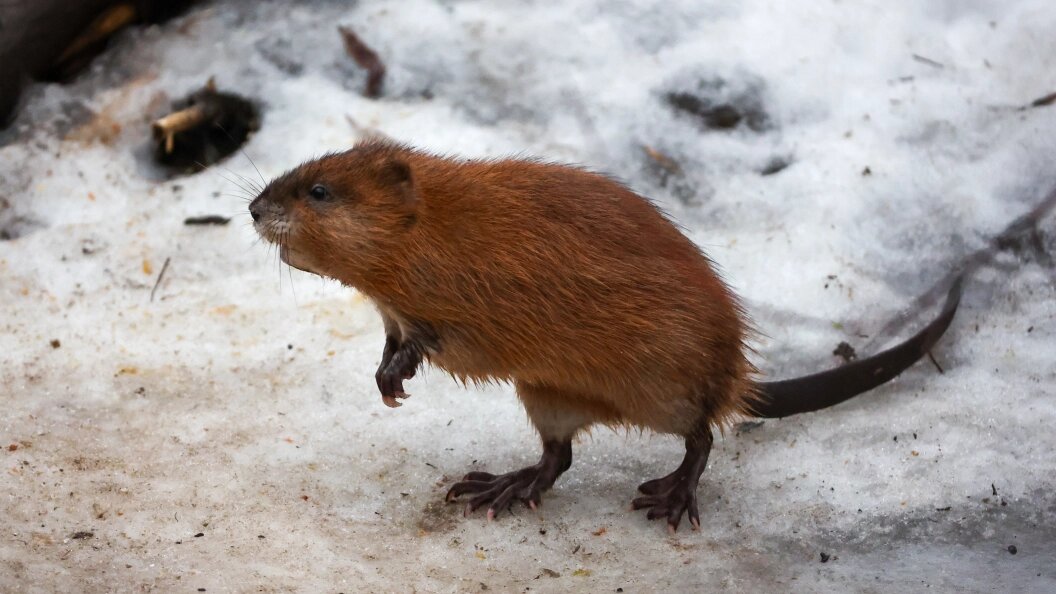    фото: Shatokhina Natalya/news.ru