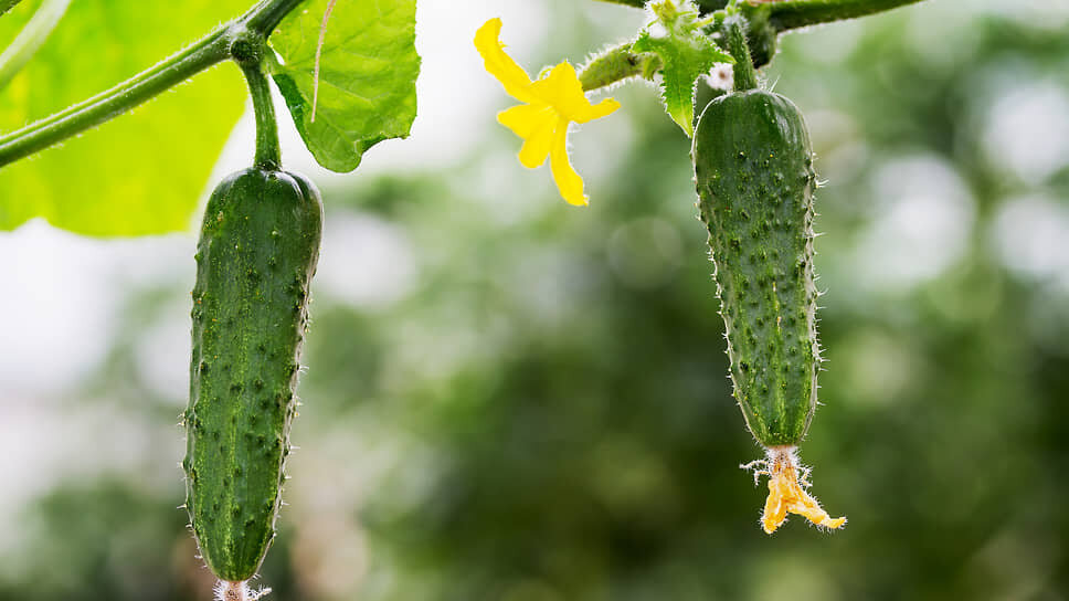 Фото: Илья Галахов / Коммерсантъ