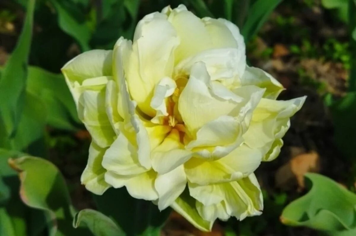    В Ялте расцвели первые тюльпаны