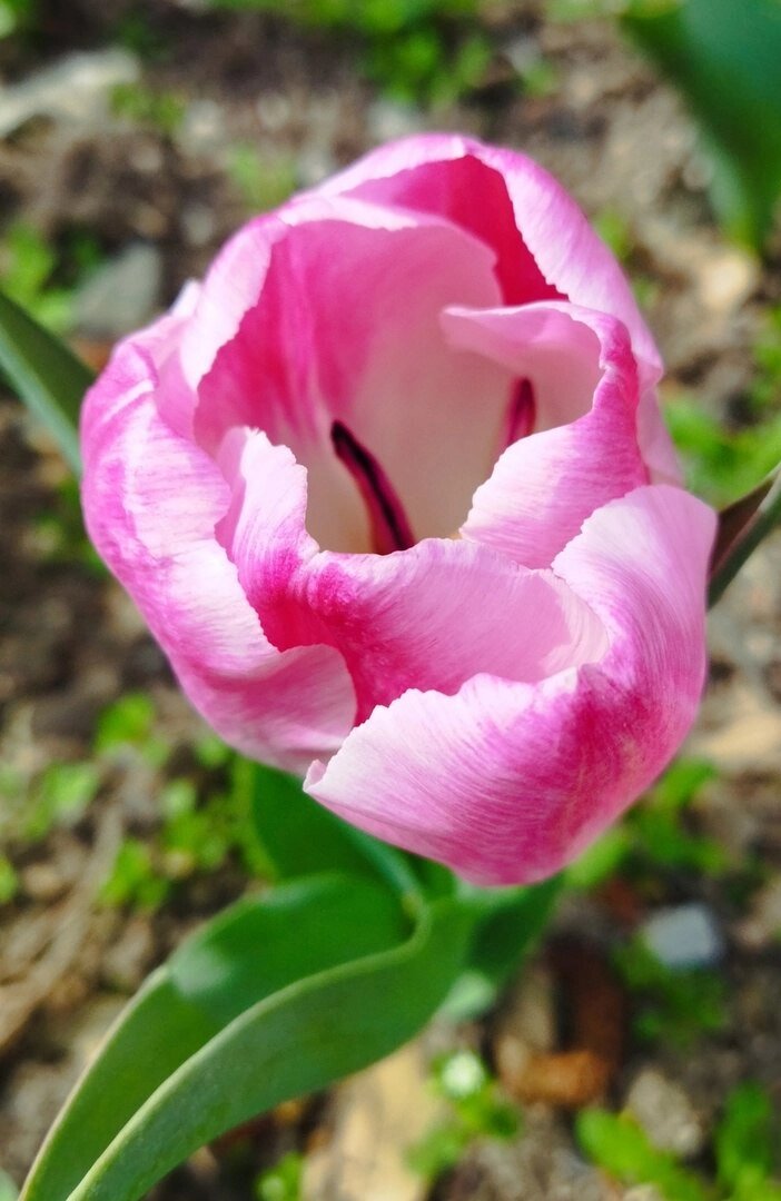    Цветущий тюльпан. Фото: Пресс-служба Никитского ботанического сада