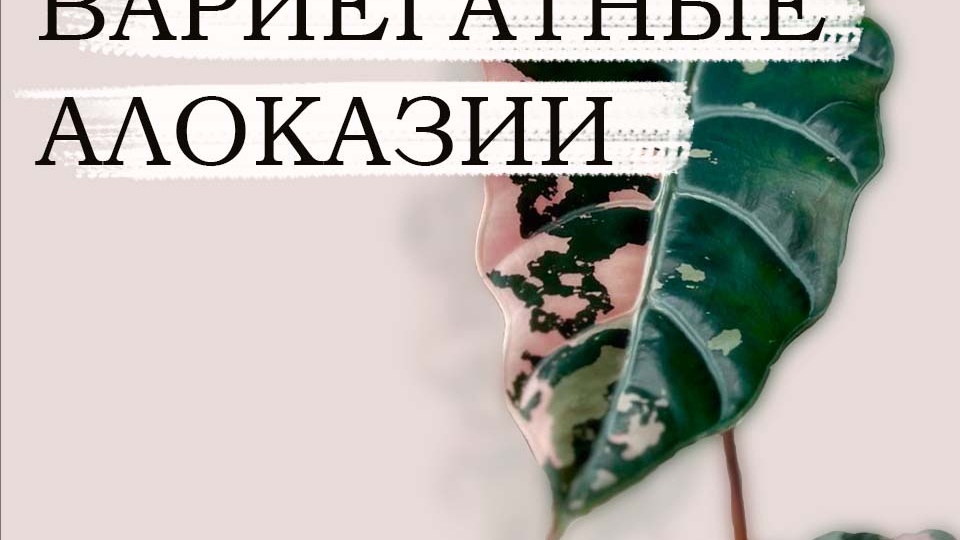 Курс “Вариегатные алоказии” для начинающих.