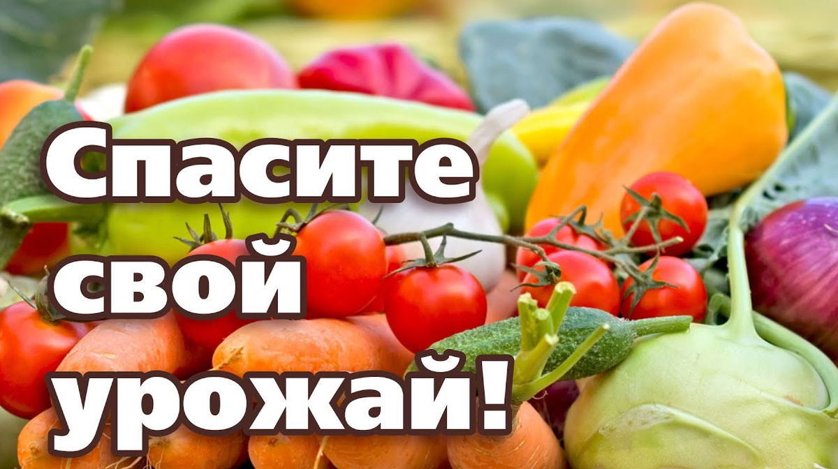 Дача. Сад. Цветы