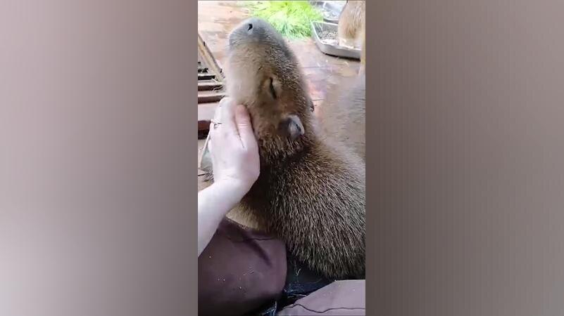    Фото: пресс-служба Ленинградского зоопарка