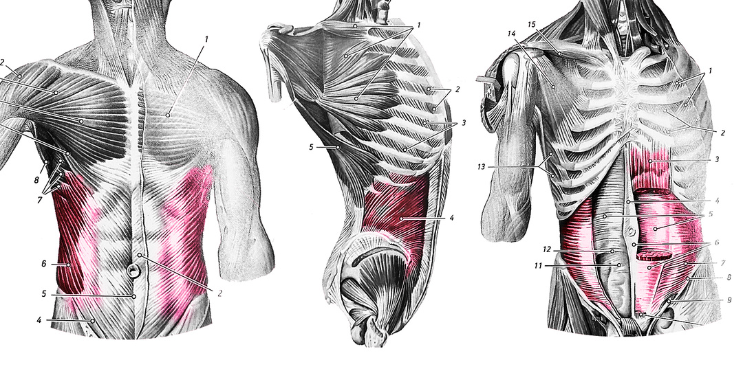 Какие мышцы нужно качать каждому