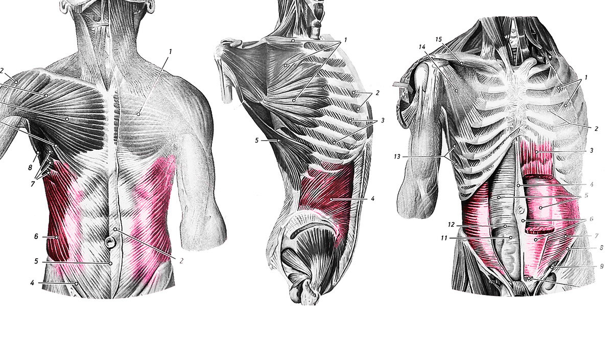 Наружные косые (слева), внутренняя косая (центр), поперечная и прямая (справа)