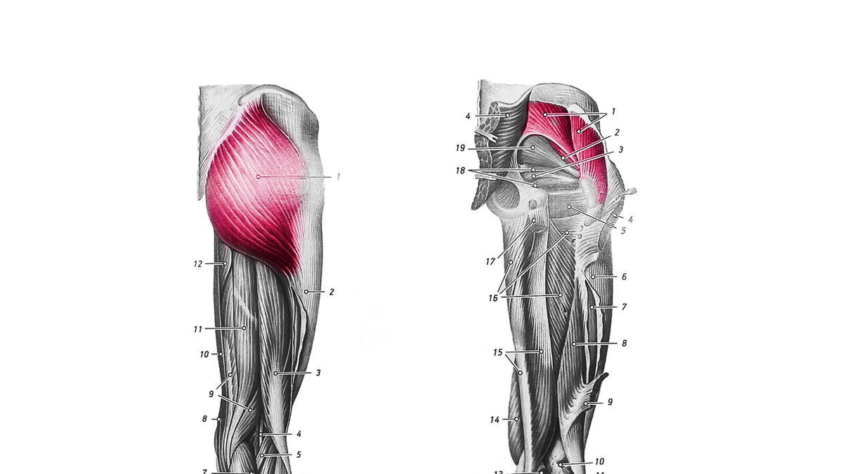 Большая (слева), средняя и малая (1,2 справа)