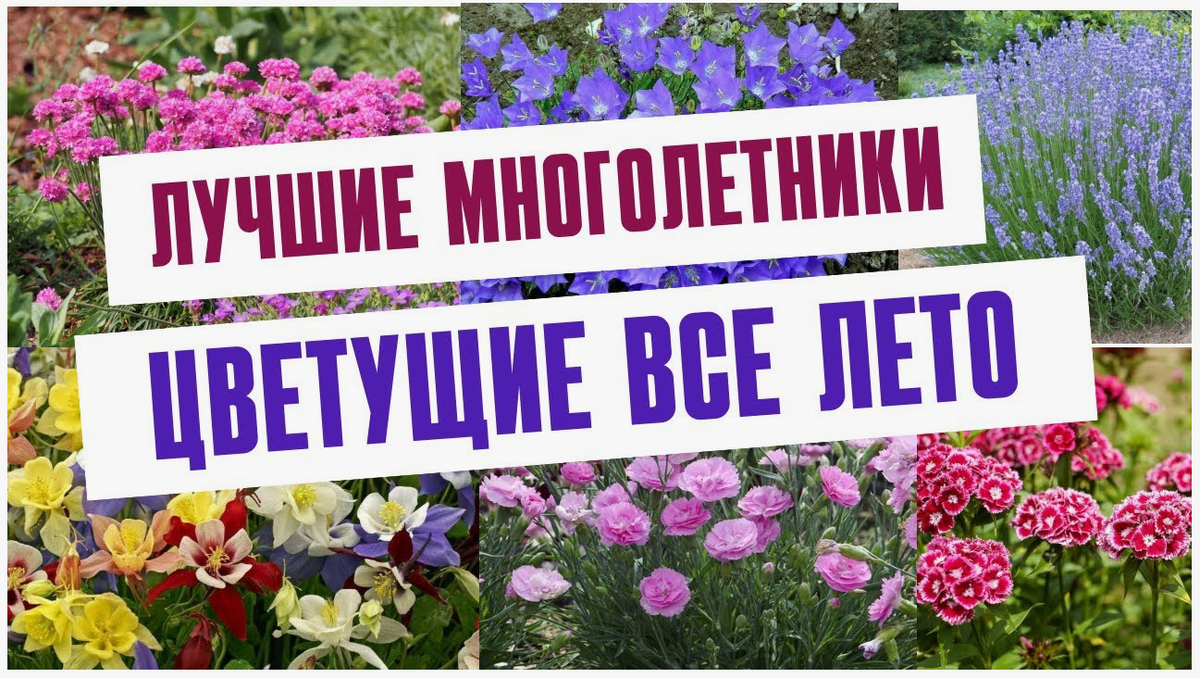 Дача. Сад. Цветы