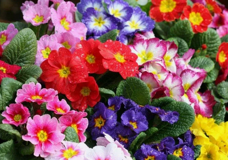 Дача. Сад. Цветы