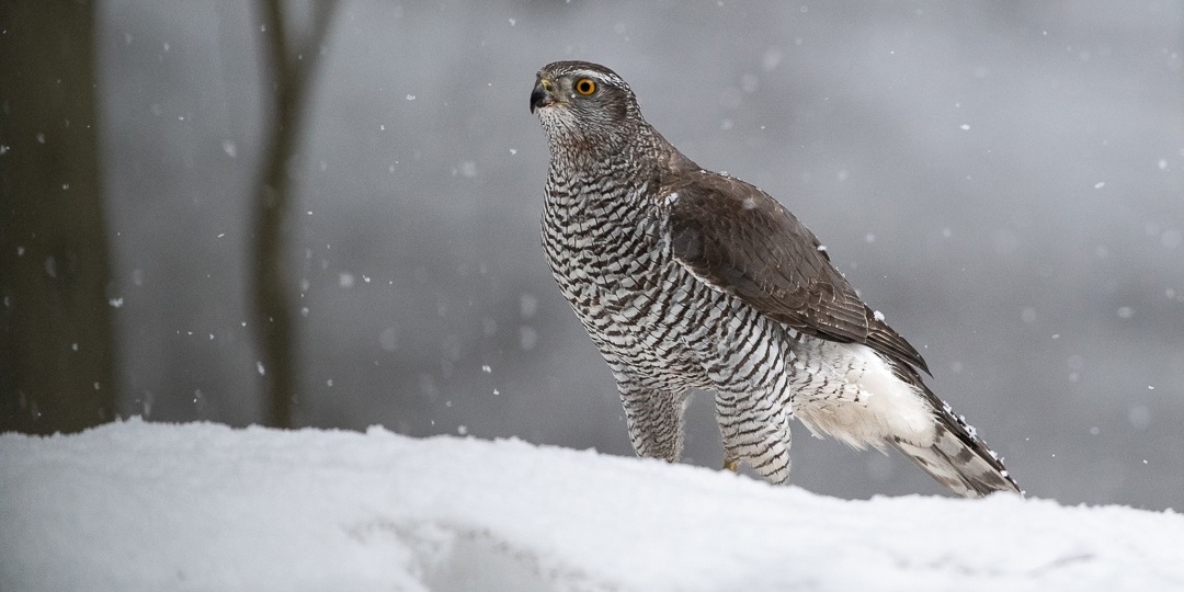 ТРИ ХИЩНЫХ ПТИЦЫ, КОТОРЫХ МОЖНО НАБЛЮДАТЬ В ПЕТЕРБУРГЕ
