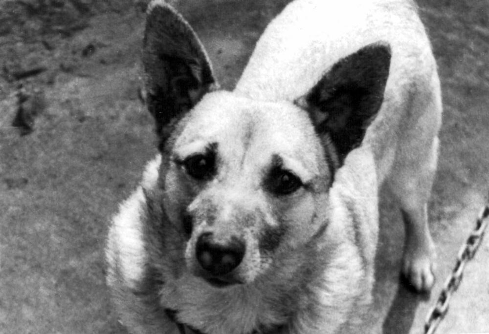 Смелый – участник научных экспериментов на собаках при полётах на ракетах Р-2А 19 августа 1951 года.