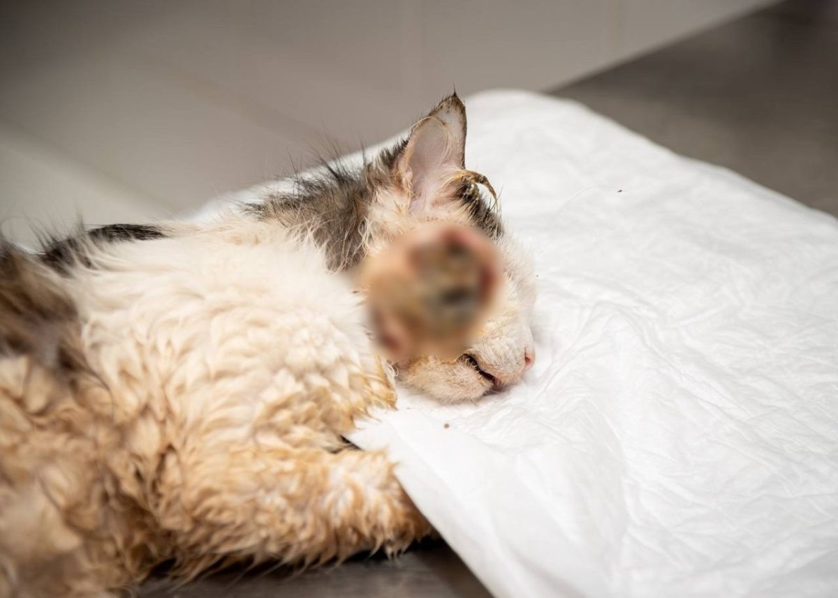    Найденыша назвали Шампиньоном