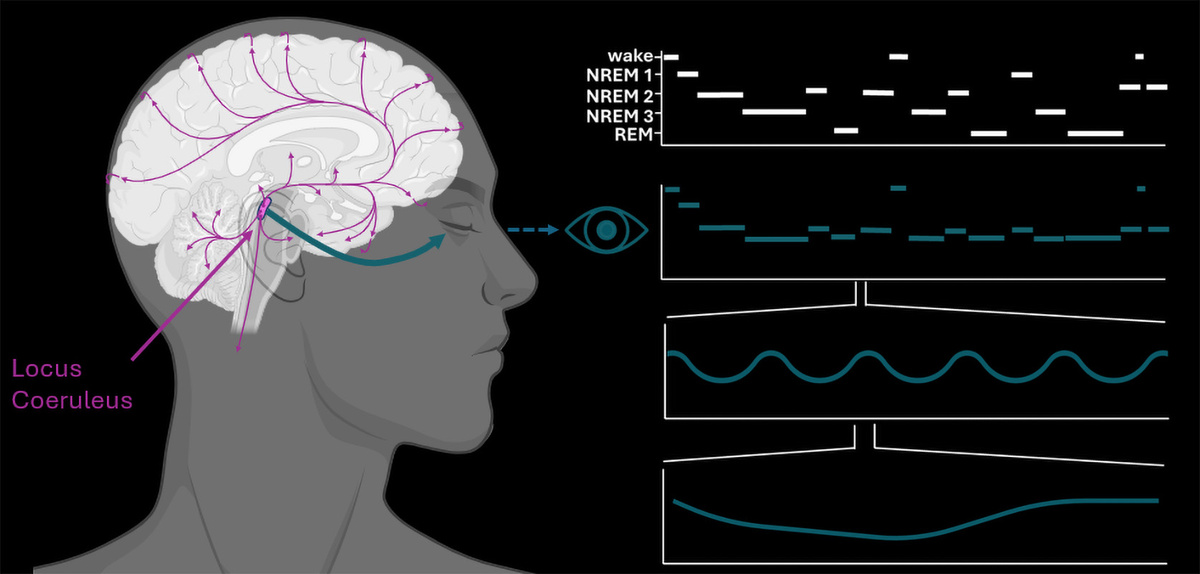 Голубое пятно регулирует различные области мозга (розовые стрелки). Графики справа показывают длительность и тип фаз сна (белый) и колебания размера зрачка (сине-зеленый), которые происходят во время них. Иллюстрация: М. Карро-Домингес, ETH Zurich / Biorender.