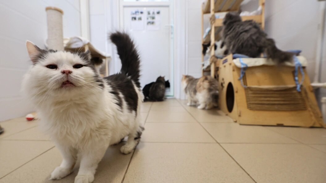    Belkin Alexey/news.ru/Globallookpress