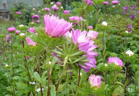 Астры посеянные в открытый грунт семеннами. Снимок от 8 сентября 2012г.