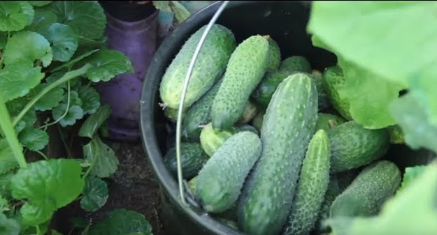 Дача. Сад. Цветы