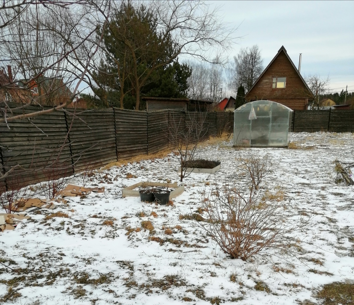 Вот от куста крыжовника (самый лохматый на переднем плане) и до забора за теплицей всё должен быть огород. Тут же и плодов-ягодные, и пряности. В общем, всё съедобное. Кстати, фото сегодняшнее, добрались и до нас снежные тучи. 