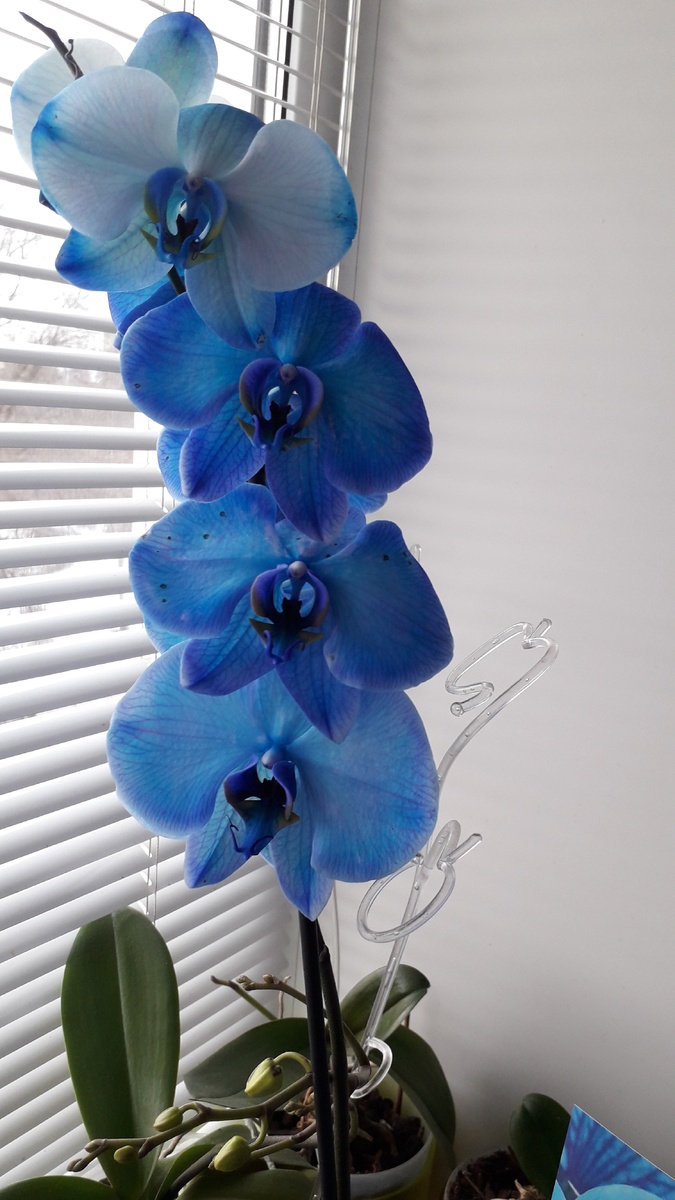 Мой фаленопсис Блю.