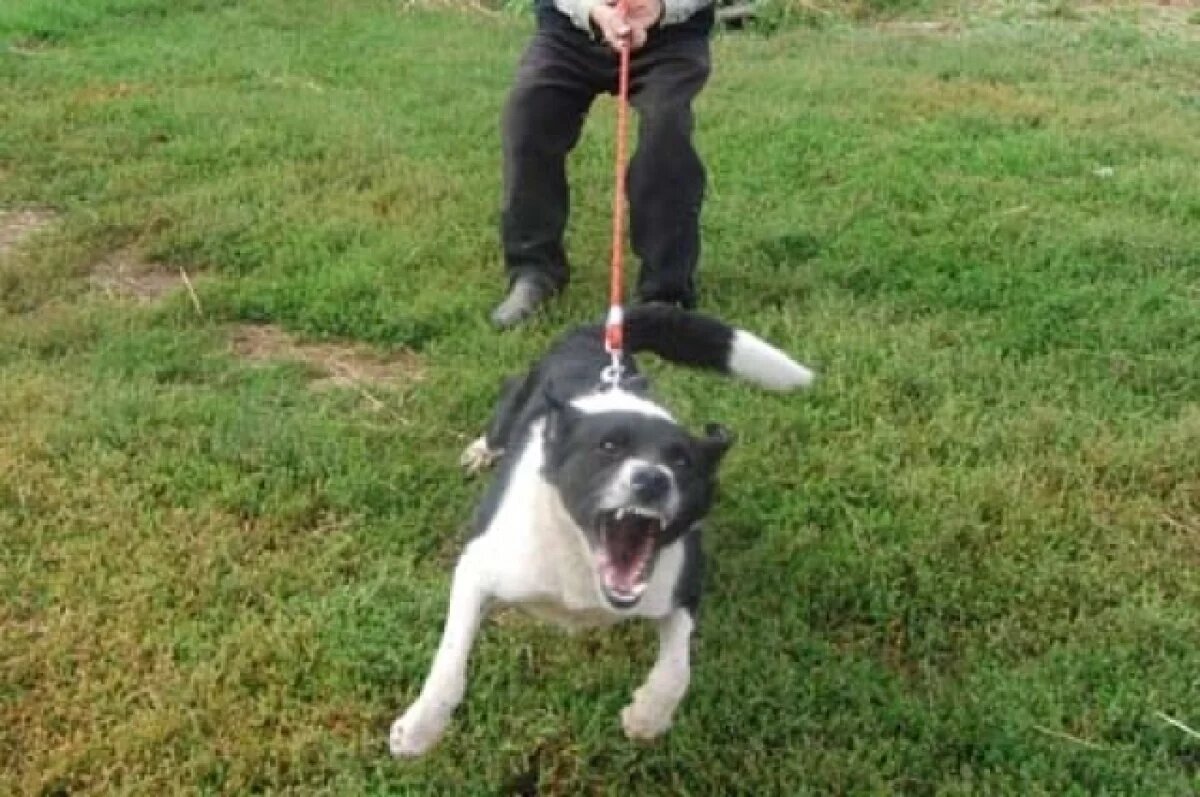    В Крыму предложили ограничить содержание собак бойцовских пород