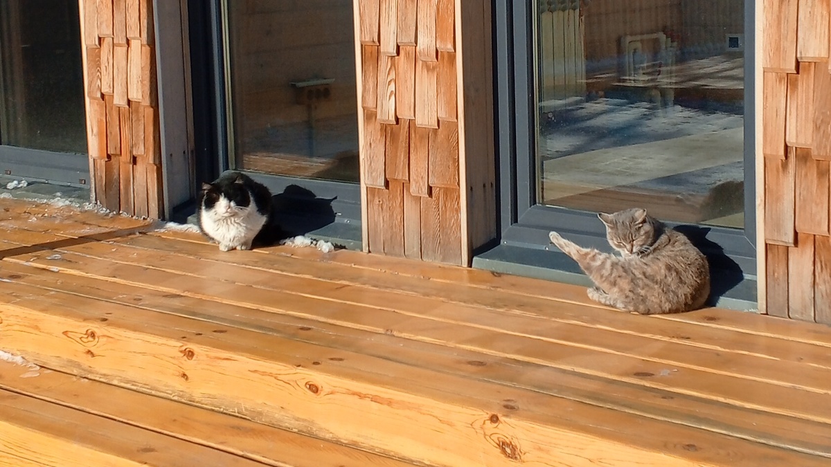 Сростинские котики