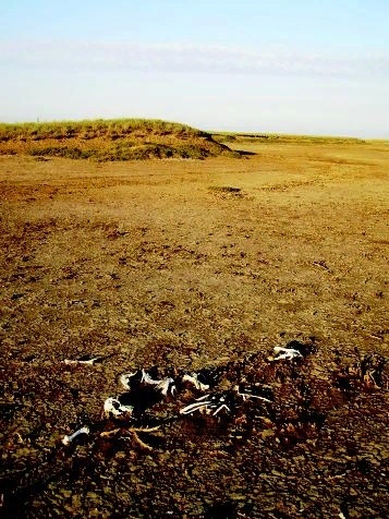 Тундровый волк. Осень волчья степь охота. Степной волк калмыкия. Волчья степь. Сибирский тундровый волк.