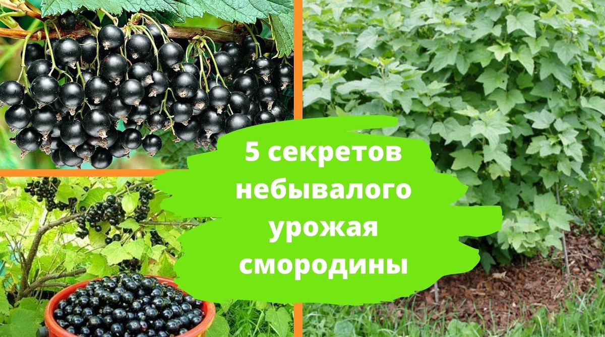 Дача. Сад. Цветы