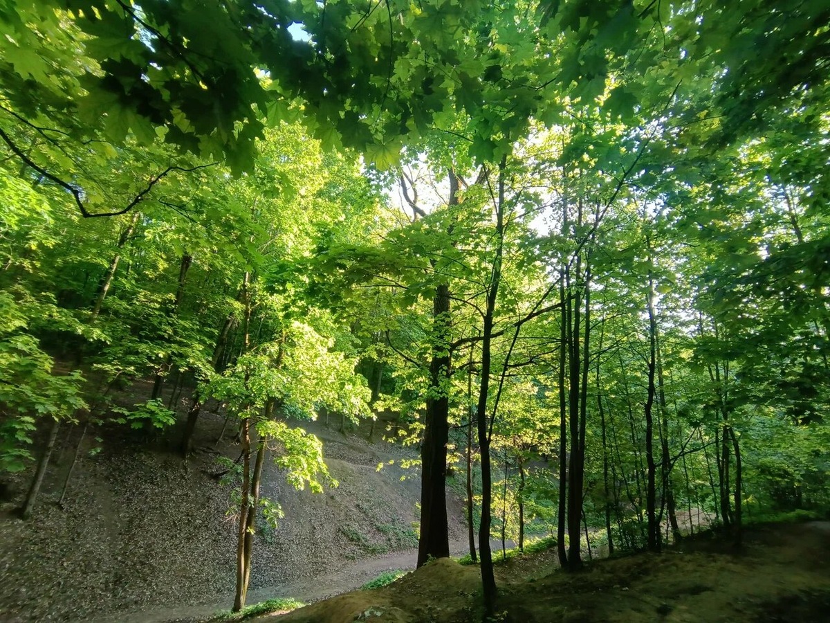 В парке красиво в любое время года, но особенно приятно устроить пикник летом. Фото: Евгения Хохлова / Яндекс Карты