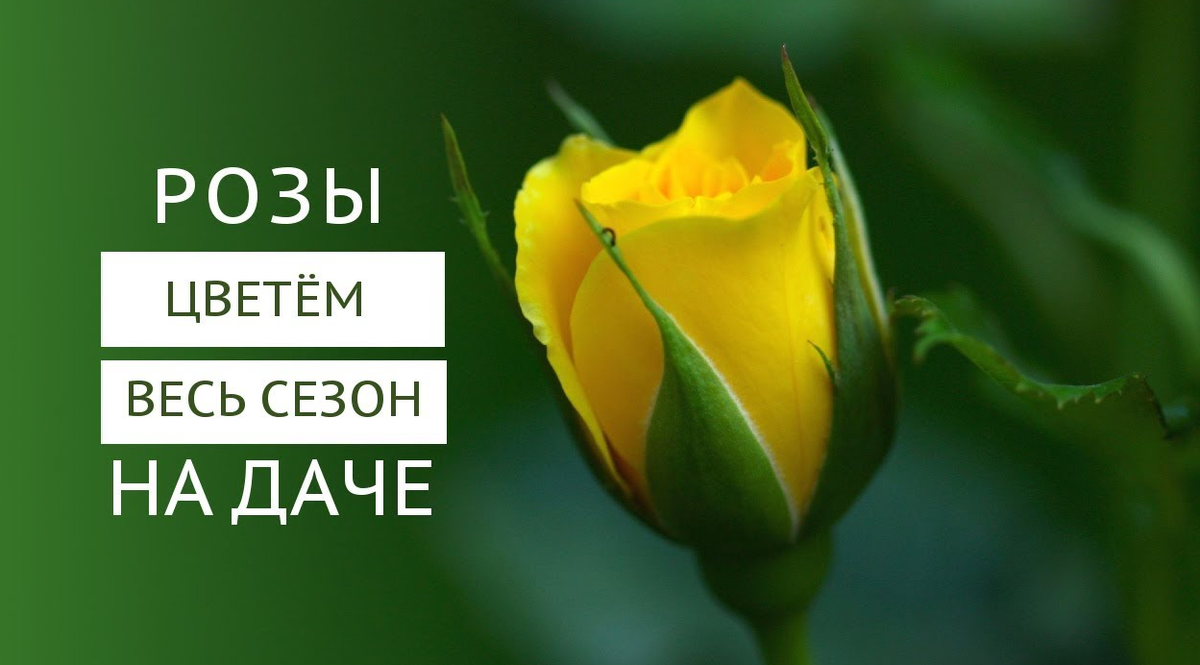 Дача. Сад. Цветы