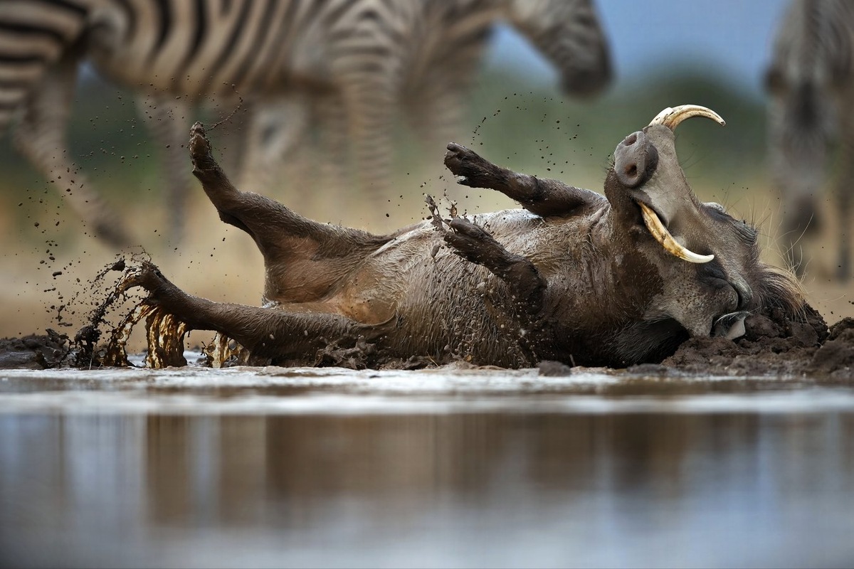 Александр Перов, Серебряная медаль АФ «Евразия», HOYA 2nd Prize, Счастье быть собой