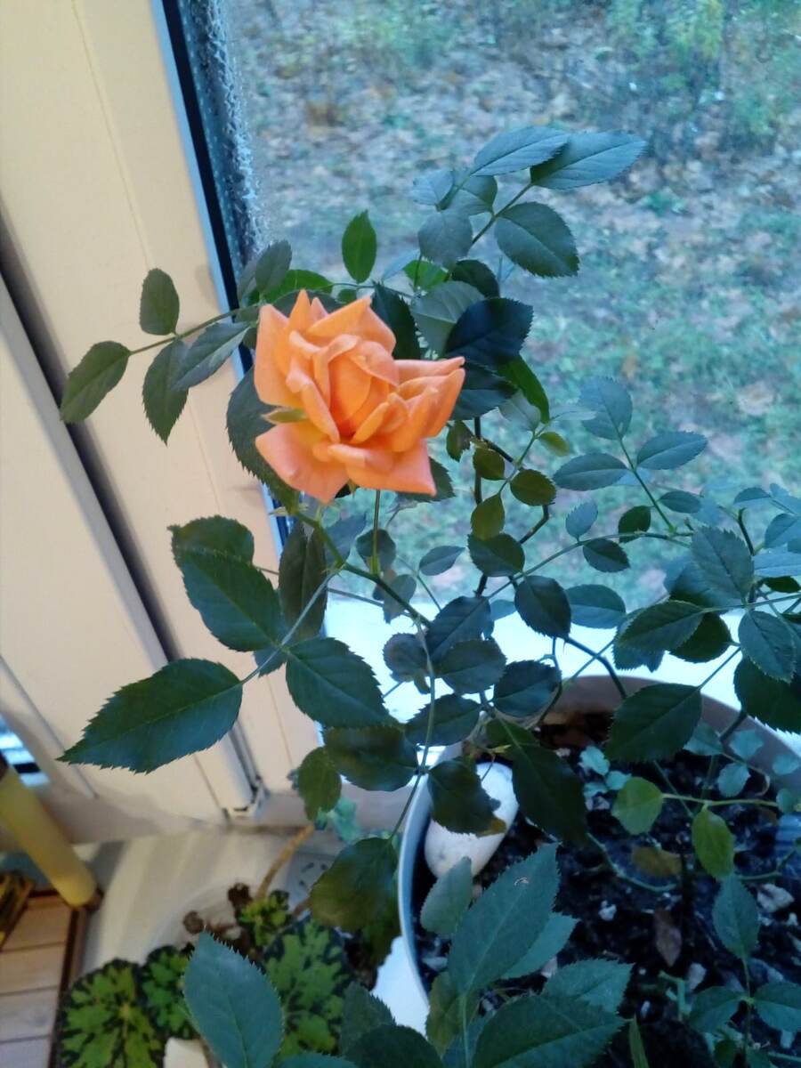 Персиковая карамелька