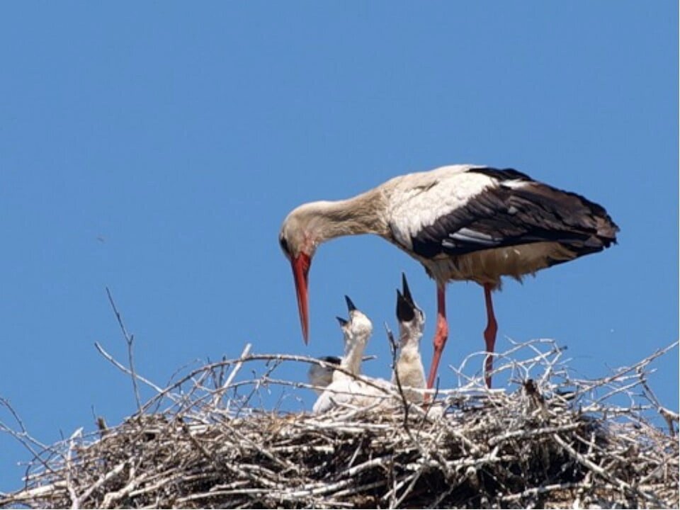 Белые аисты живут по всей Европе