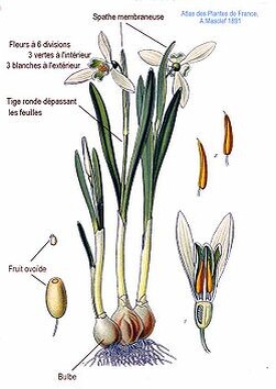 Подснежник белоснежный (Galanthus nivalis). Ботаническая иллюстрация французского художника Амеде Маскле из книги Atlas des plantes de France (1891)