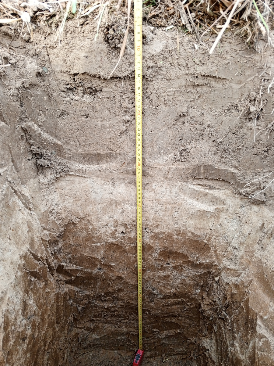 Разрез дерново- сильноподзолистой почвы