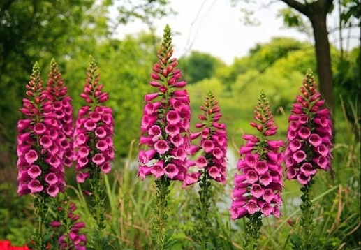 Прекрасные ядовитые цветы.