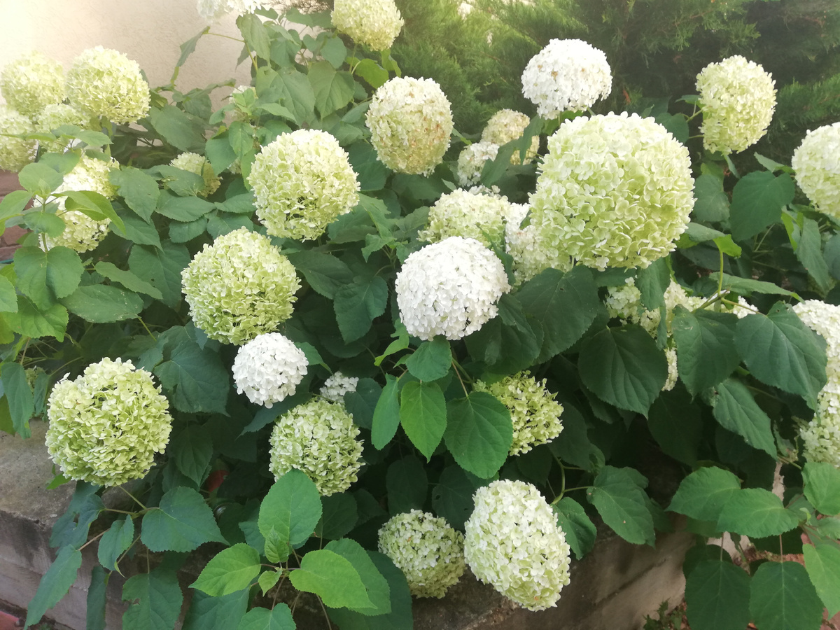 ДРЕВОВИДНАЯ ГОРТЕНЗИЯ АННАБЕЛЬ. ЛИСТАЙТЕ ГАЛЕРЕЮ