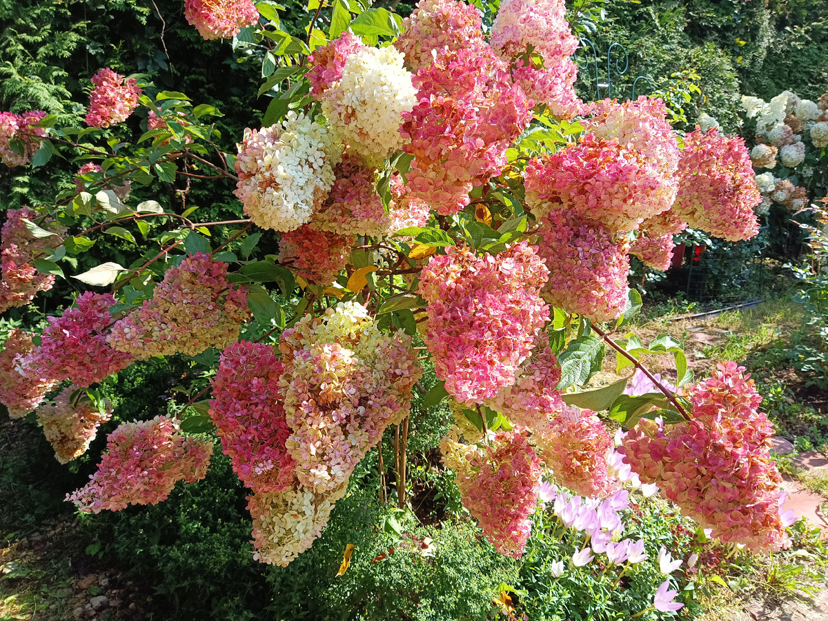 Метельчатая гортензия. Листайте галерею