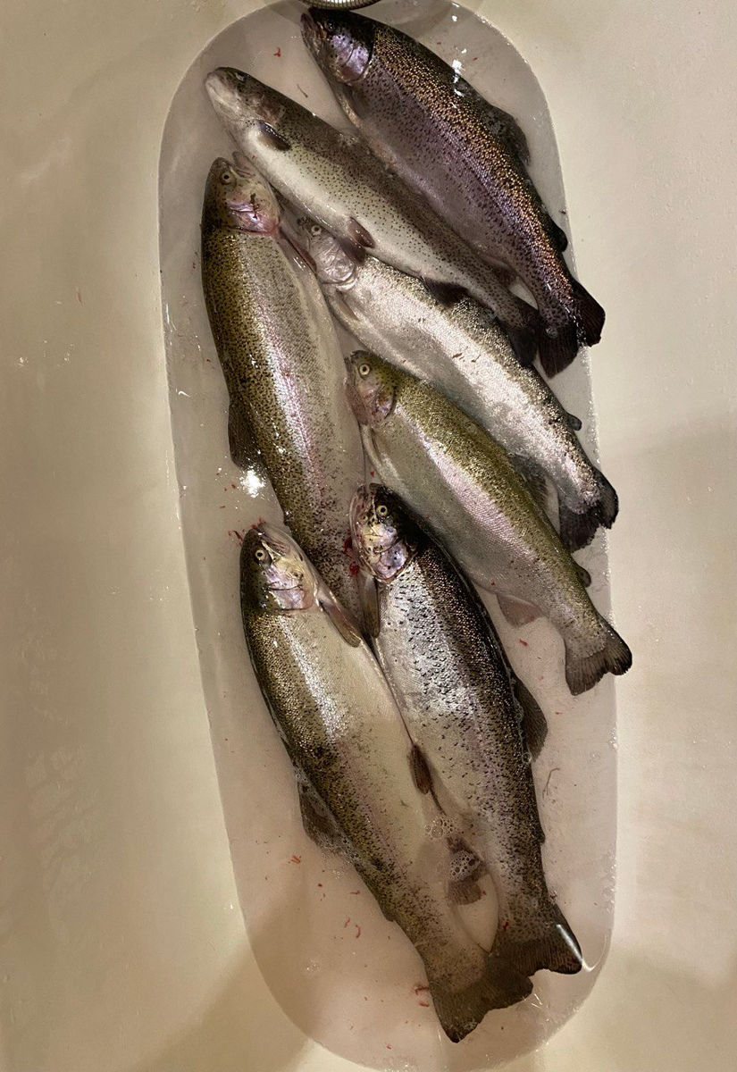 Такой улов.