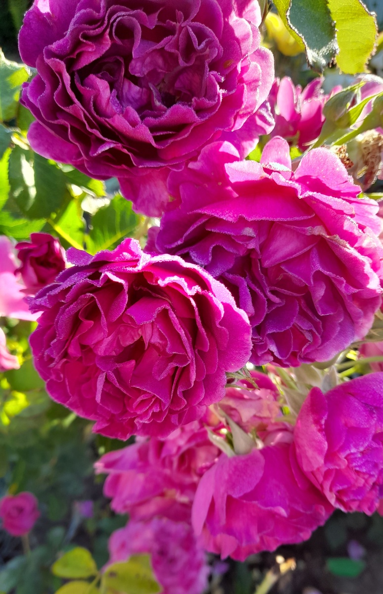 Минерва. Фото автора 