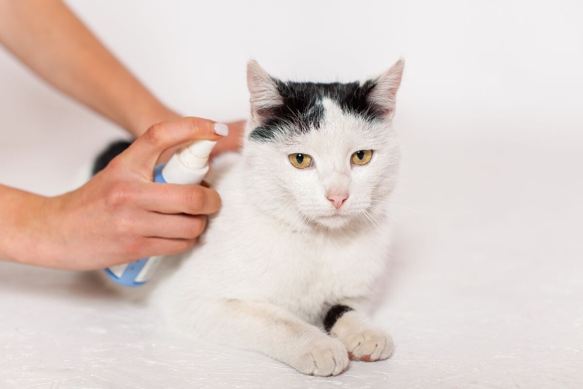 Нужно ли обрабатывать кошек от клещей