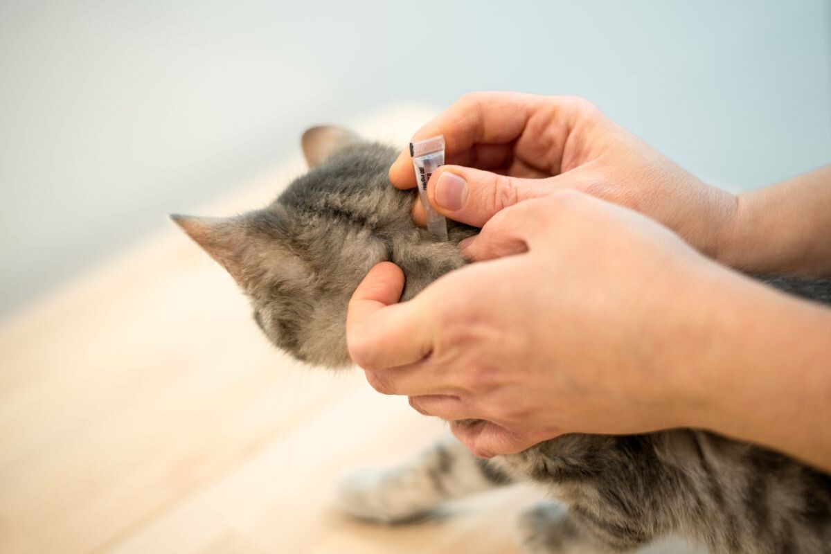 Обработка кошки от клещей