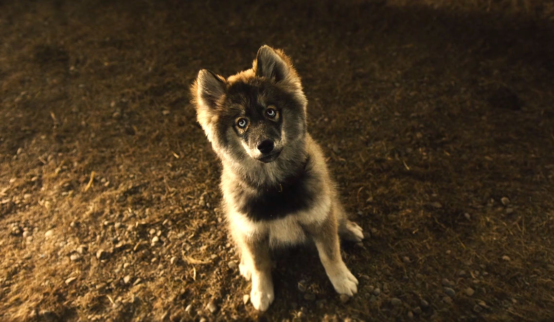 (кадр из фильма "Того" . Режиссёр Эриксон Кор.)