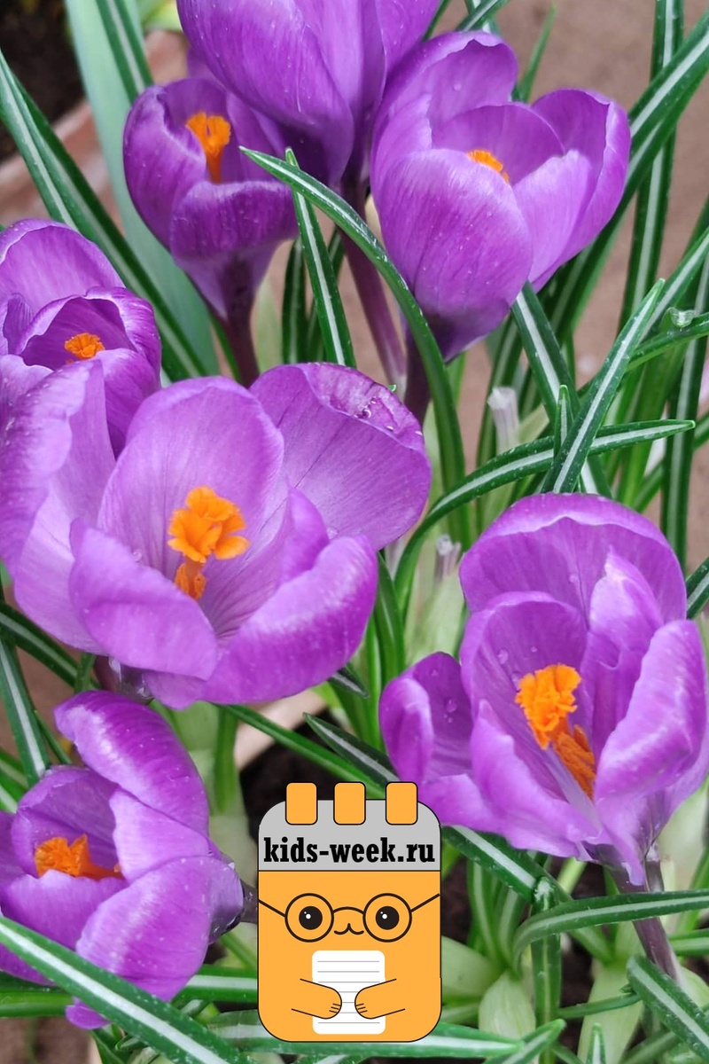Тюльпаны в Аптекарском огороде. Фотографии kids-week.ru