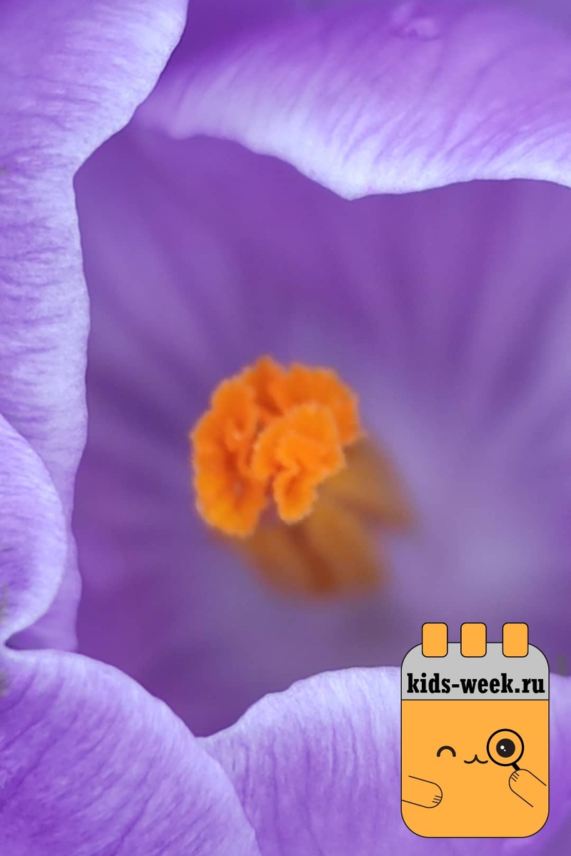 Тюльпаны в Аптекарском огороде. Фотографии kids-week.ru