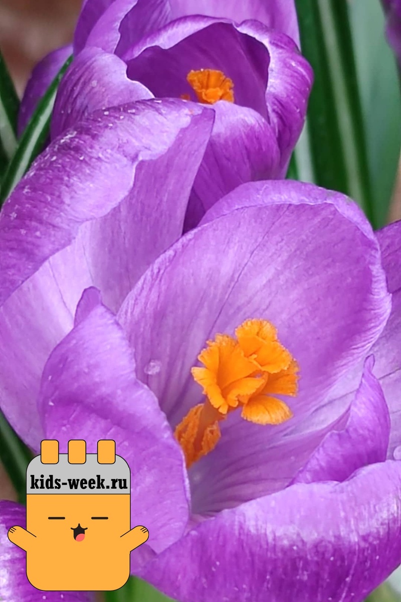 Тюльпаны в Аптекарском огороде. Фотографии kids-week.ru