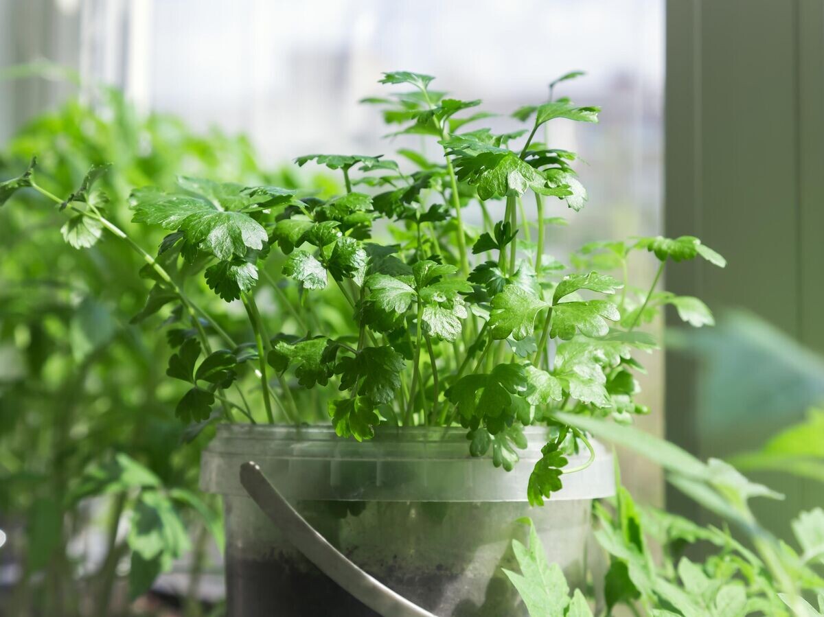    Рассада петрушки на подоконнике © Depositphotos.com / svetlana_ev