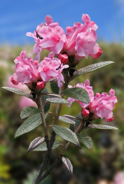 Фото из интернета